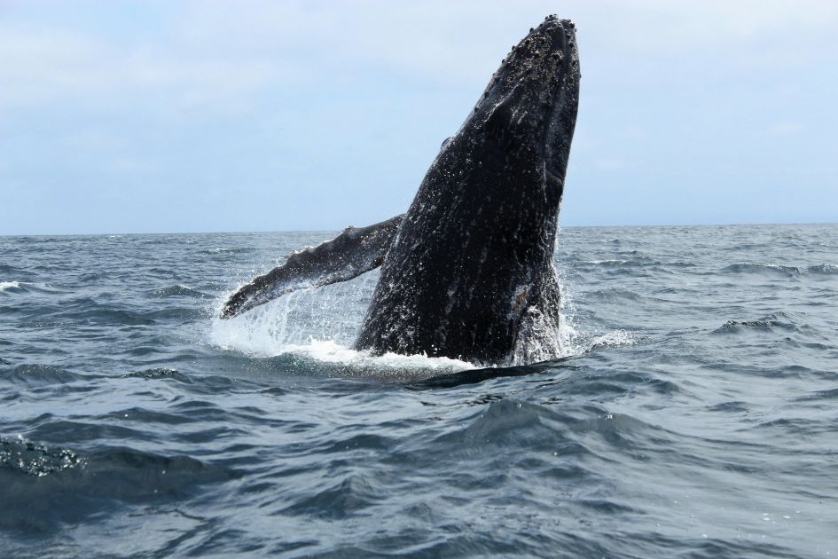 The best Caribbean Christmas vacations wouldn't be complete without a spot of whale watching, with December the start of the humpback whale mating season.